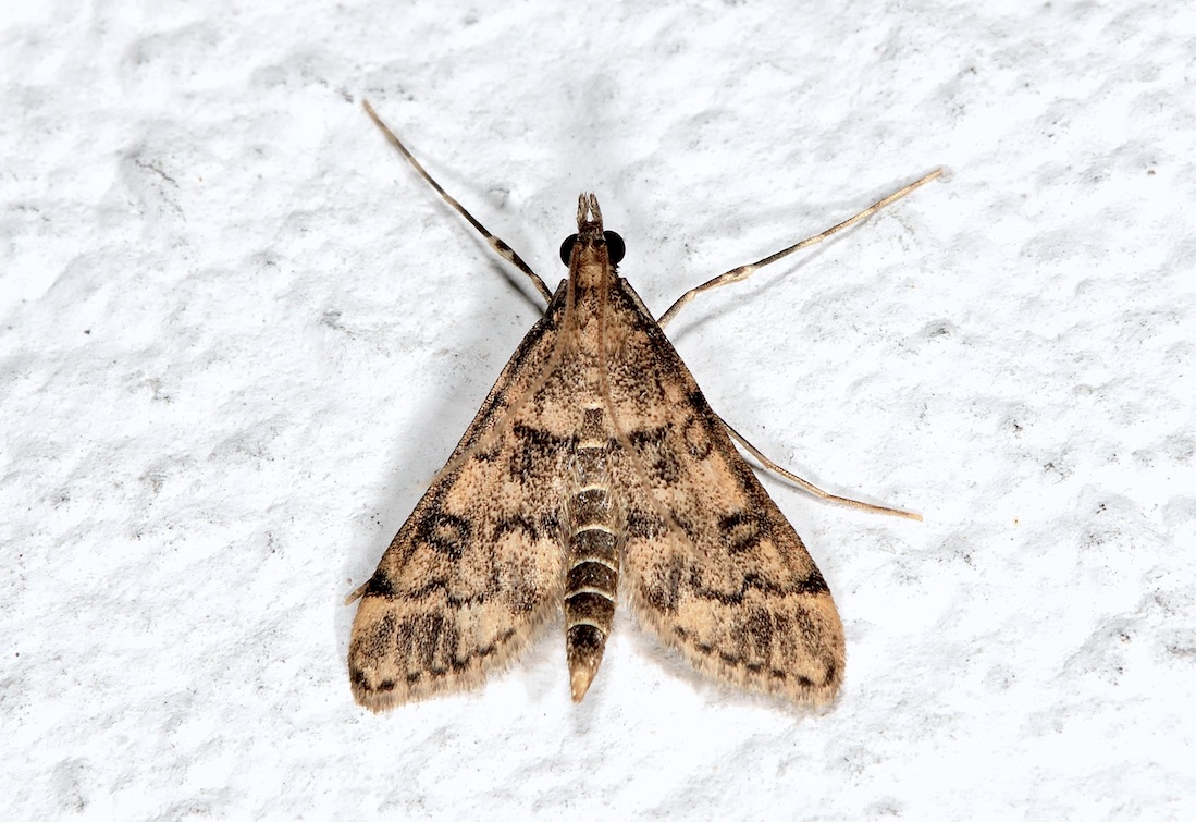Dolicharthria bruguieralis